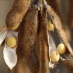 abd ile cin arasindaki gorusme soya fasulyesindeki stratejik onemi ortaya koydu IF4n27sH.jpg