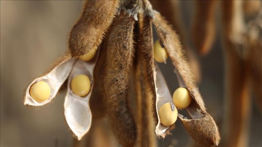 abd ile cin arasindaki gorusme soya fasulyesindeki stratejik onemi ortaya koydu IF4n27sH.jpg