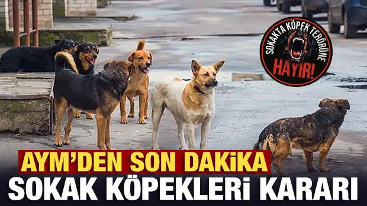 chpnin-sokak-kopeklerine-yonelik-yasayi-iptal-basvurusuna-aymden-son-dakika-karari-xzedFdEA.jpg