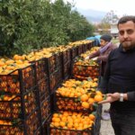 hatayda-mandalina-fiyatlari-dusuyor-XsITazZT.jpg
