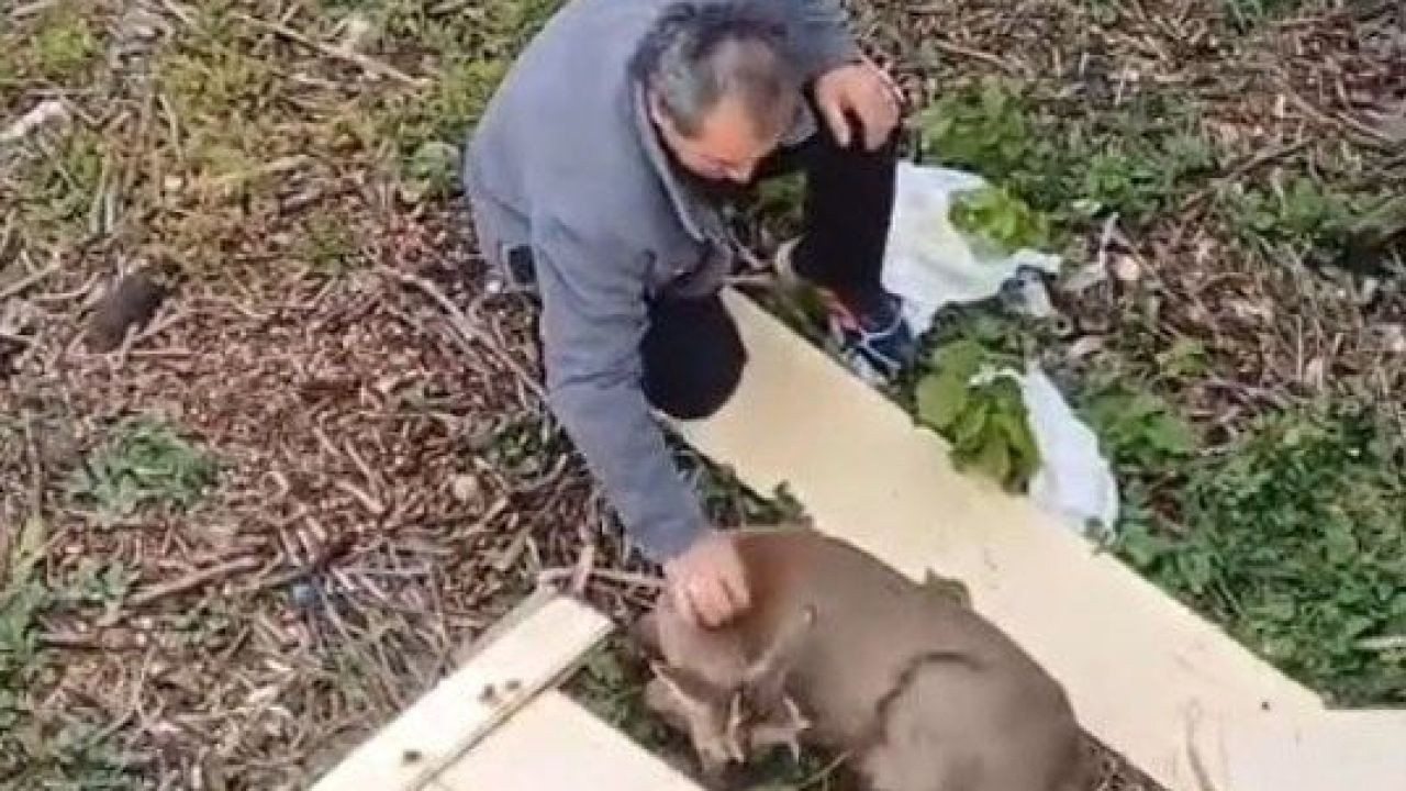 Yaralı Karaca, Dere Kenarında Bulundu